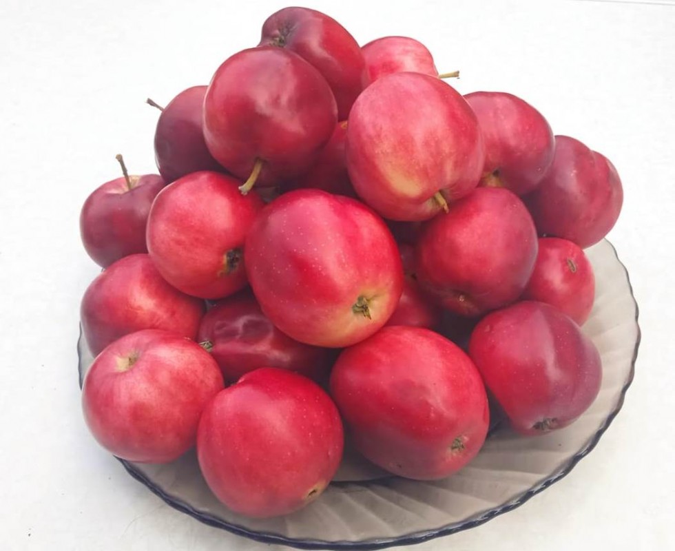 Яблочки Сушеные (домашние, садовые)