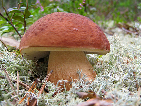 Белый гриб Сушеный